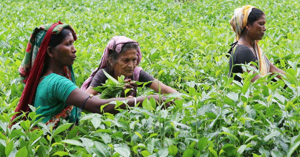 ৪০২ টাকা মজুরি নিয়ে চা-বাগান মালিকদের দাবি বাগাড়ম্বর