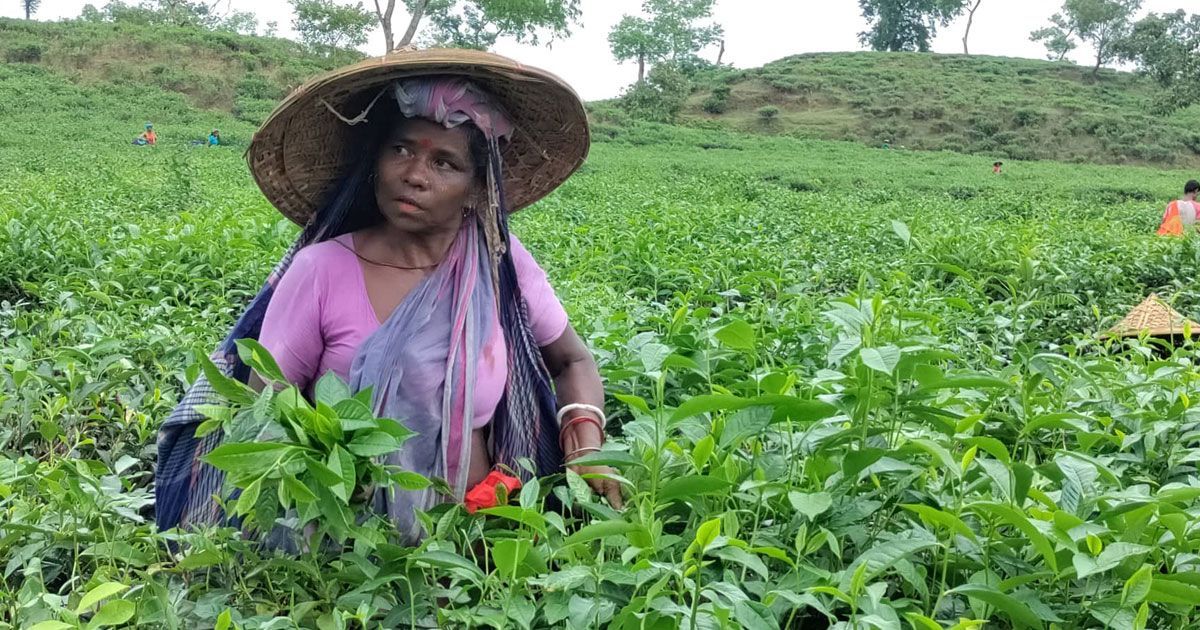 মজুরি ১৭০ টাকাতেই খুশি চা শ্রমিকরা