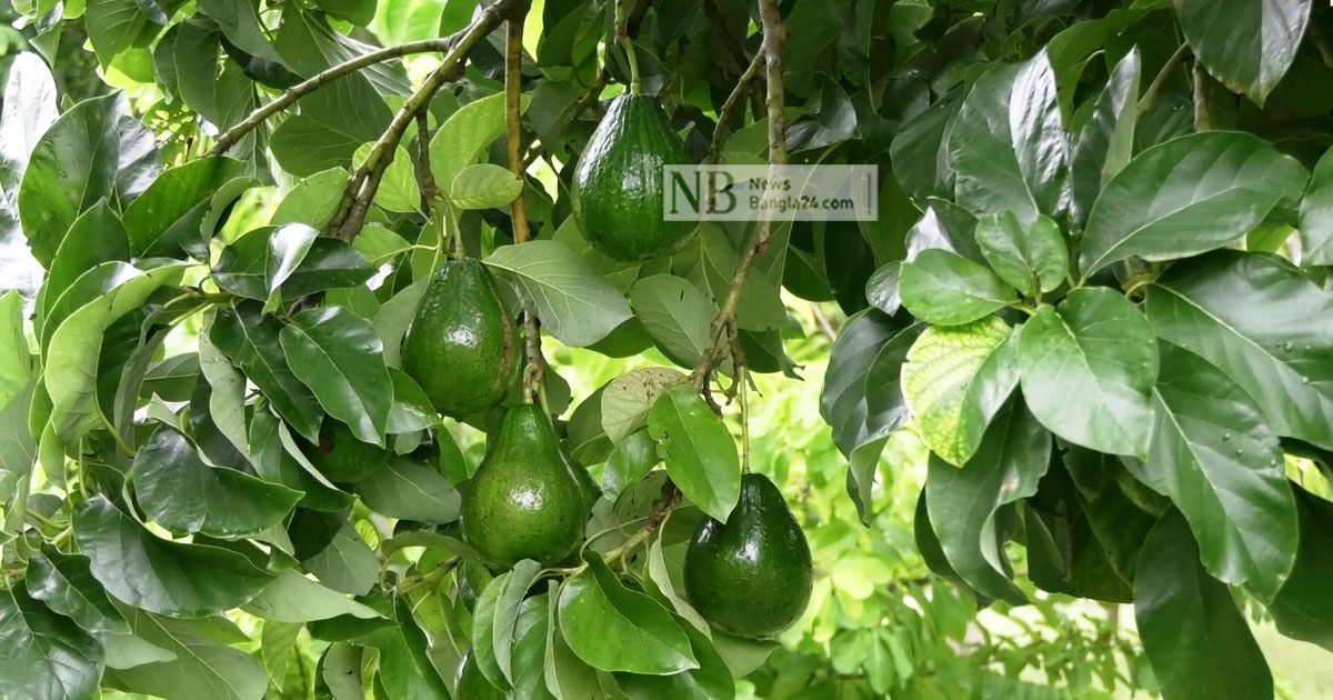 মাদারীপুরে চাষ হবে অ্যাভোকাডো
