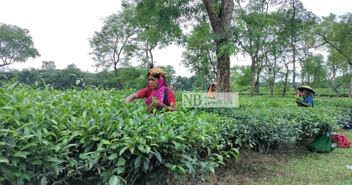 কাজে ফিরেছেন সিলেট-মৌলভীবাজারের চা শ্রমিকরা