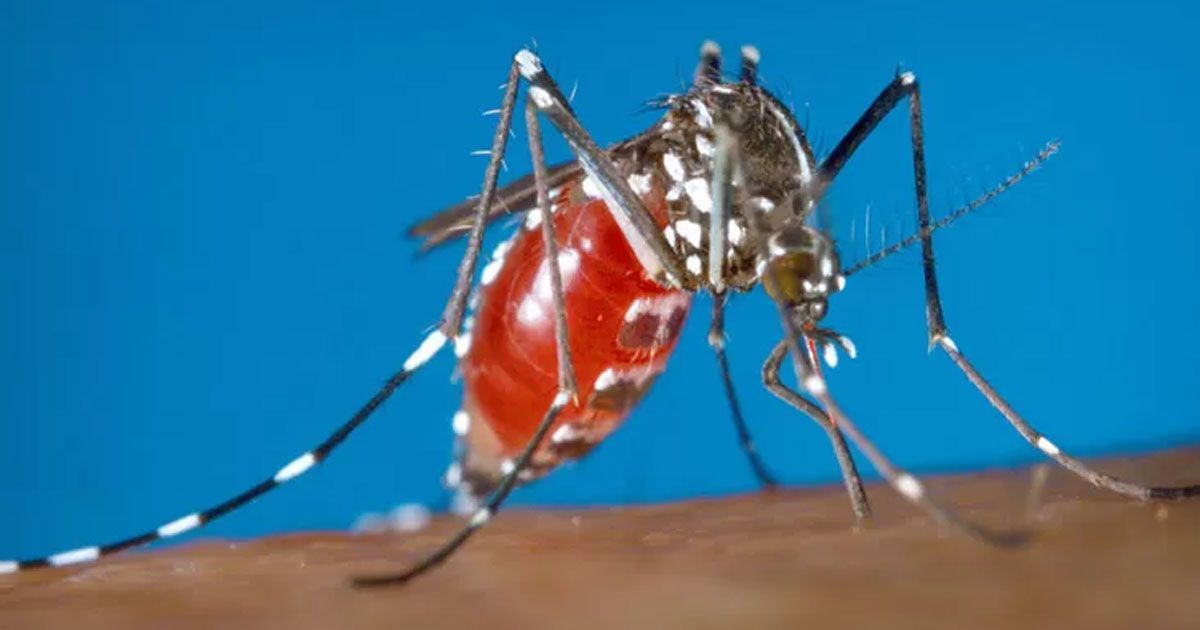 ডেঙ্গু বিস্তারের পরও সফলতার দাবি দুই সিটির