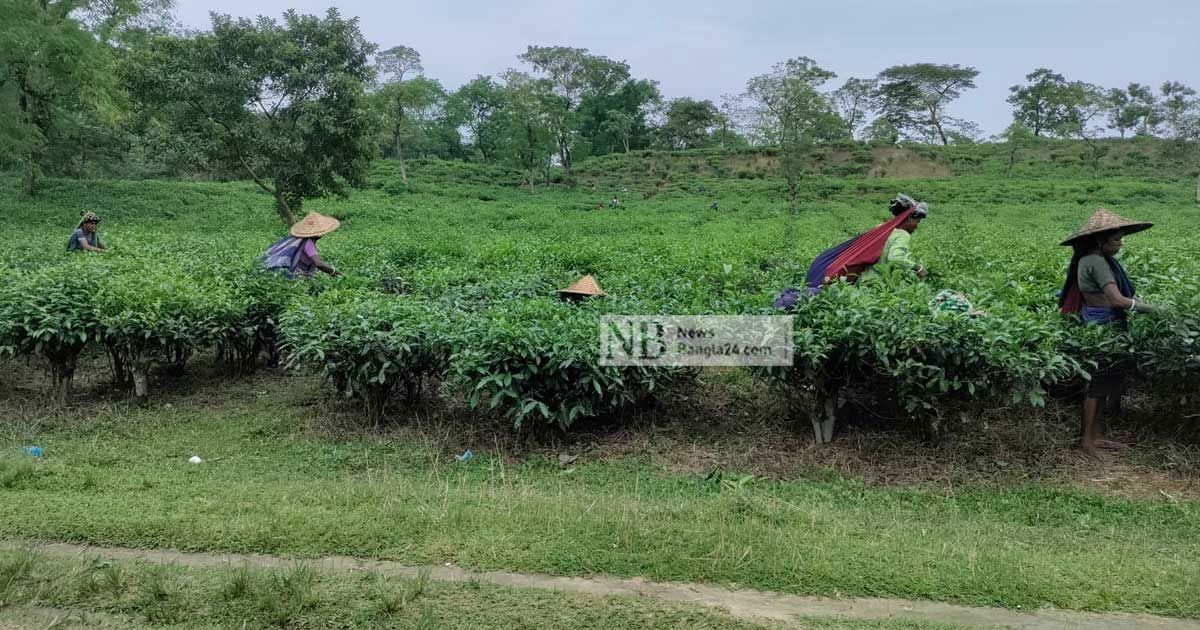 বিকেলে-চা-শ্রমিকদের-সঙ্গে-কথা-বলবেন-প্রধানমন্ত্রী-