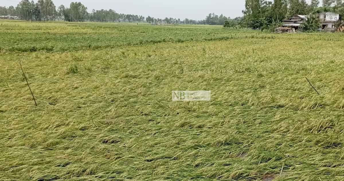 ব্যক্তিগত জমি সর্বোচ্চ ৬০ বিঘা বাস্তবায়নের প্রক্রিয়া শুরু