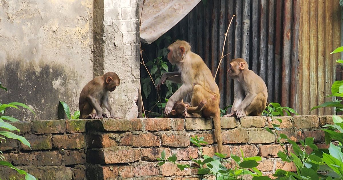 খাহ্রা গ্রামের বানররা হঠাৎ কেন আক্রমণাত্মক