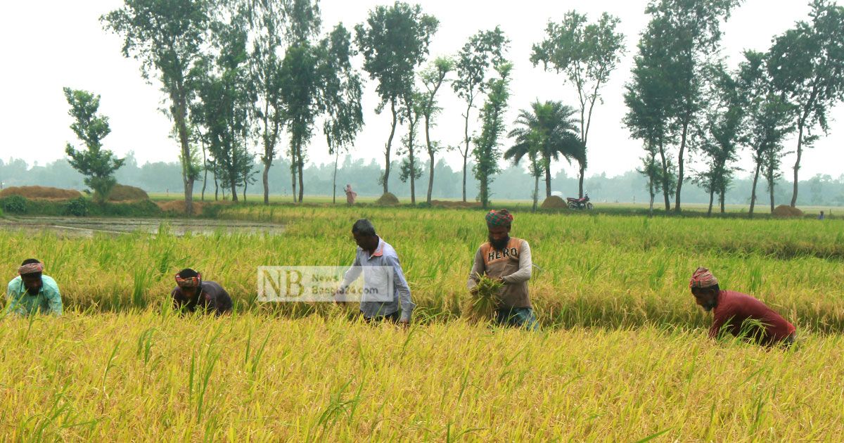 আউশের ফলনে খুশি, অস্বস্তি দামে
