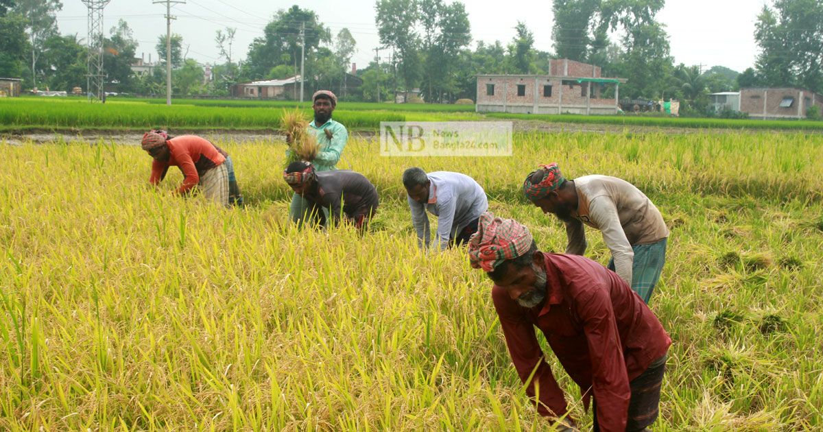 আউশের ফলনে খুশি, অস্বস্তি দামে
