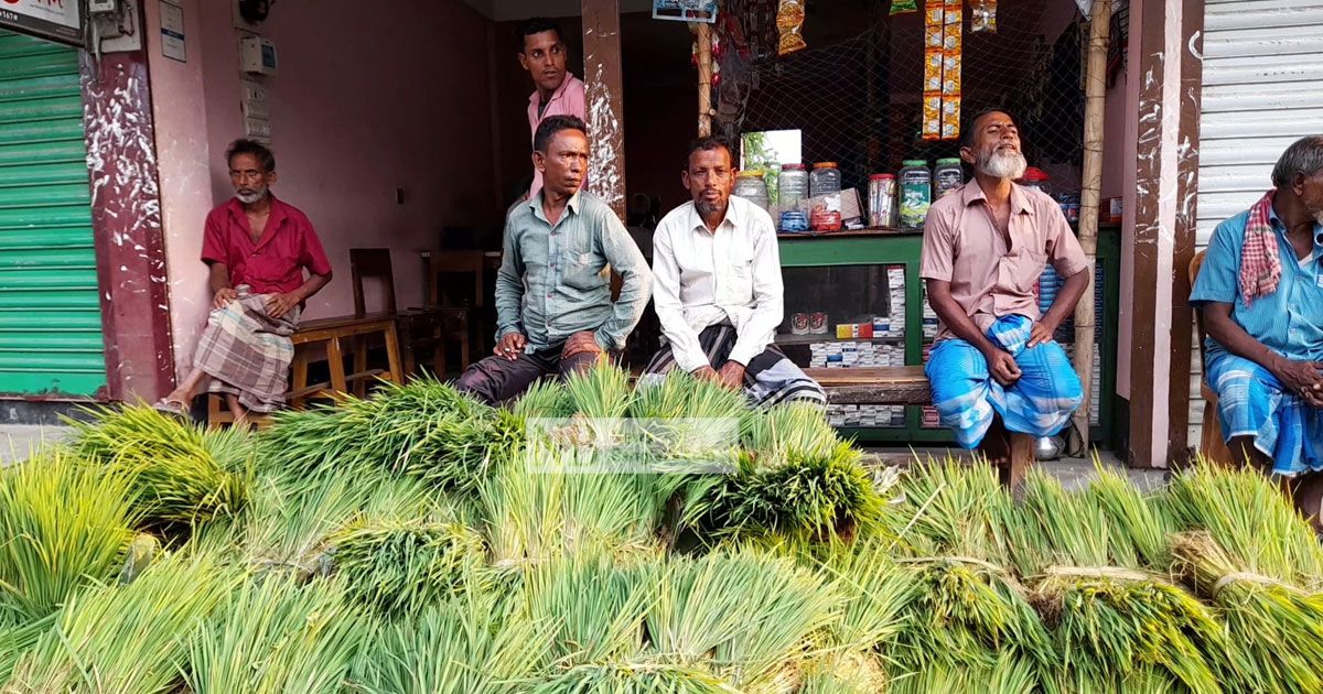 চারার হাটে দিনে বেচাকেনা ৩০ লাখ