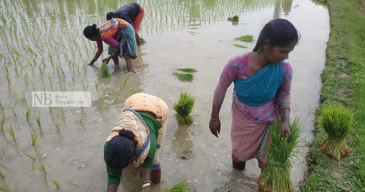 লাখো নারীতে সমৃদ্ধ নওগাঁর কৃষি