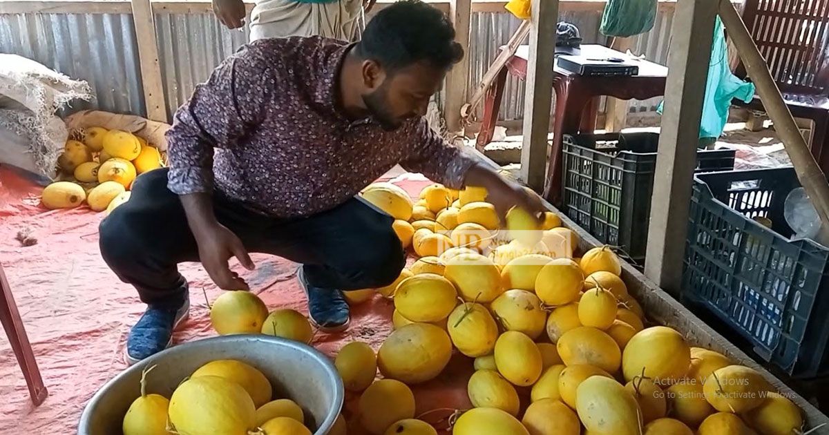 মরুভূমির সাম্মাম চাষ বাগেরহাটে