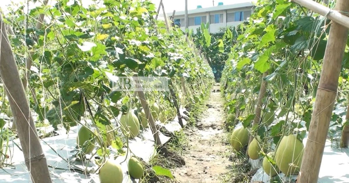 মরুভূমির সাম্মাম চাষ বাগেরহাটে