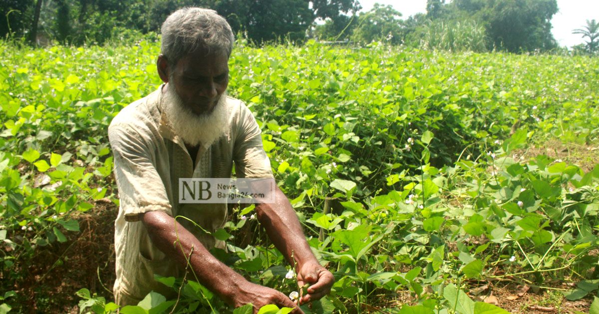 আগাম জাতের শিমে হাসছেন নওগাঁর চাষিরা