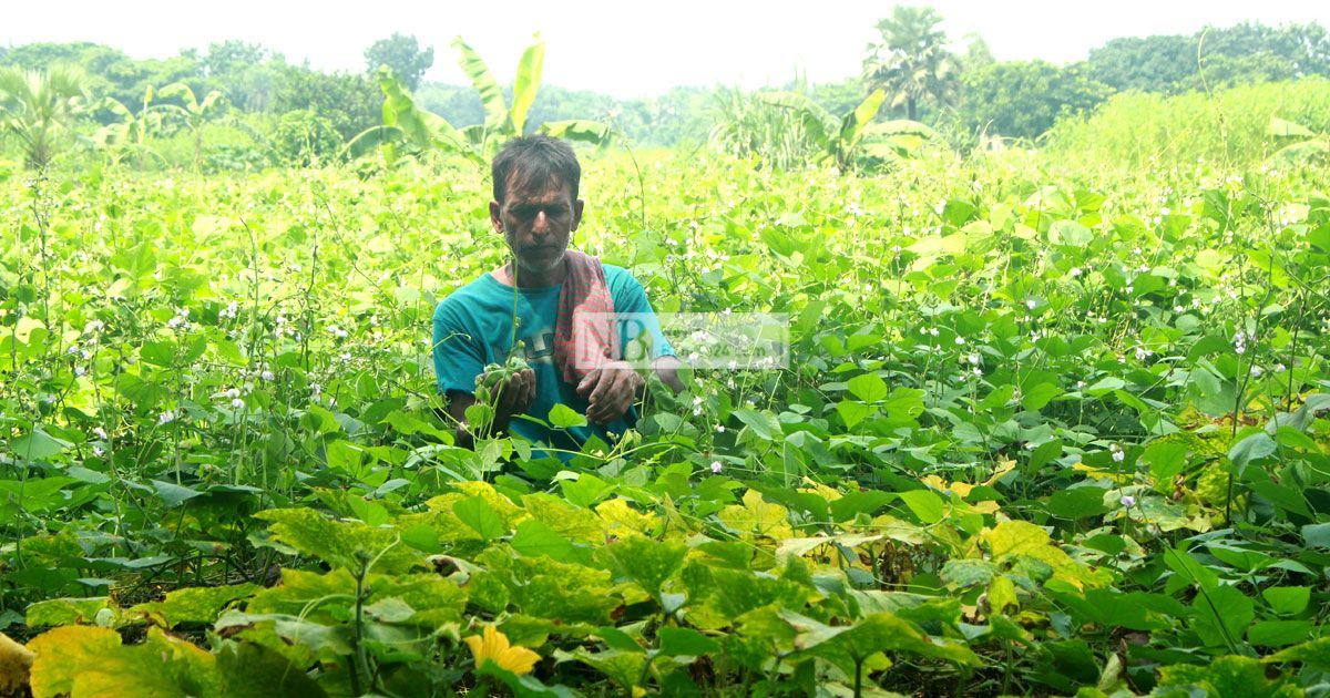 আগাম জাতের শিমে হাসছেন নওগাঁর চাষিরা