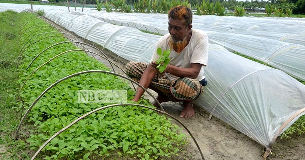 সবজির চারার গ্রামে ক্রেতাশূন্যতায় হতাশা