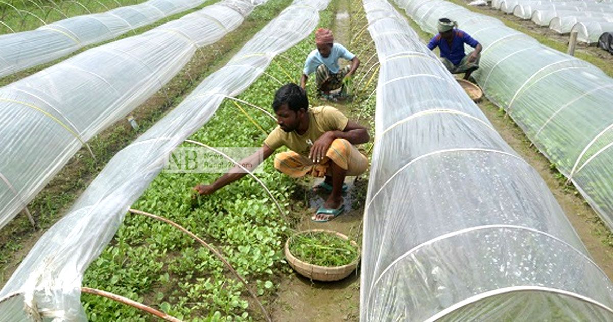 সবজির চারার গ্রামে ক্রেতাশূন্যতায় হতাশা