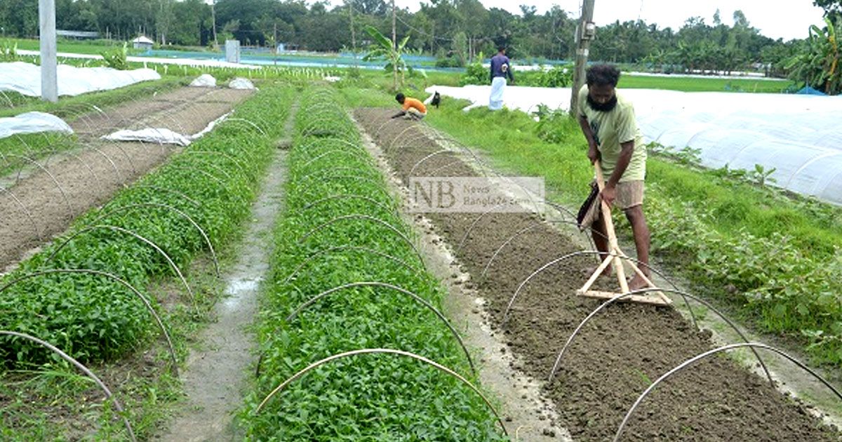 সবজির-চারার-গ্রামে-ক্রেতাশূন্যতায়-হতাশা