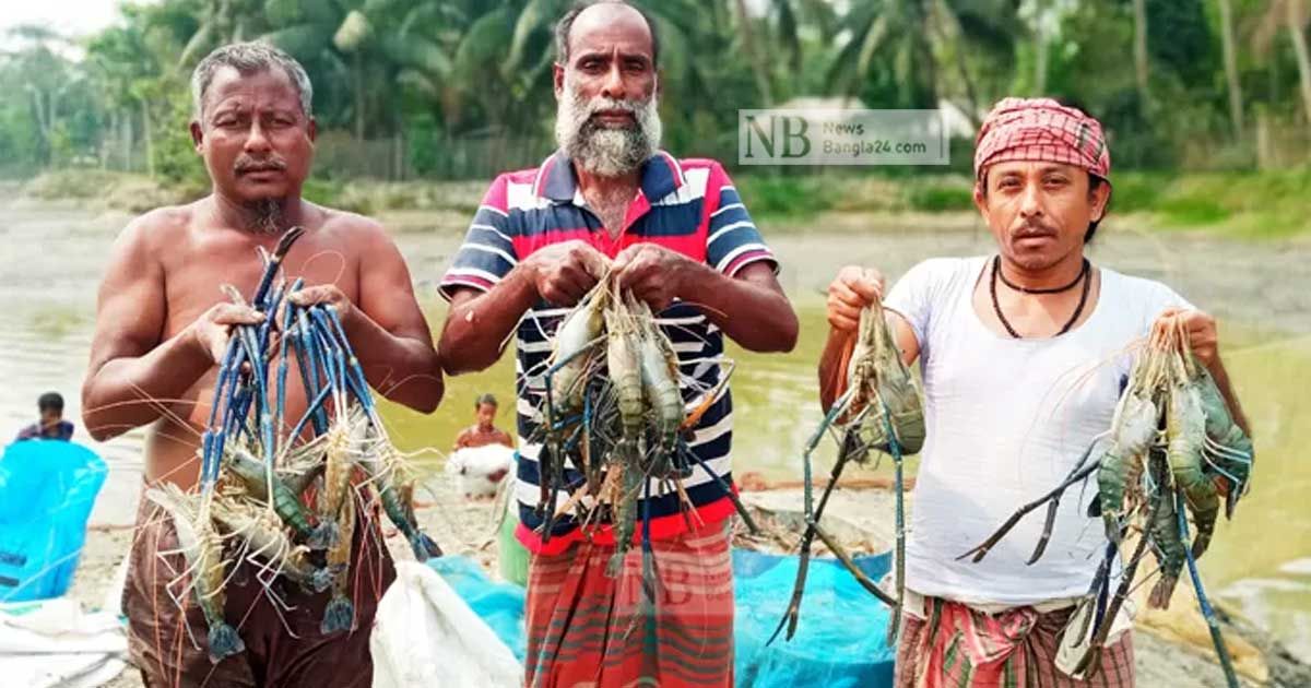 ডলারের একক দর, চিংড়ি রপ্তানিকারদের ক্ষোভ