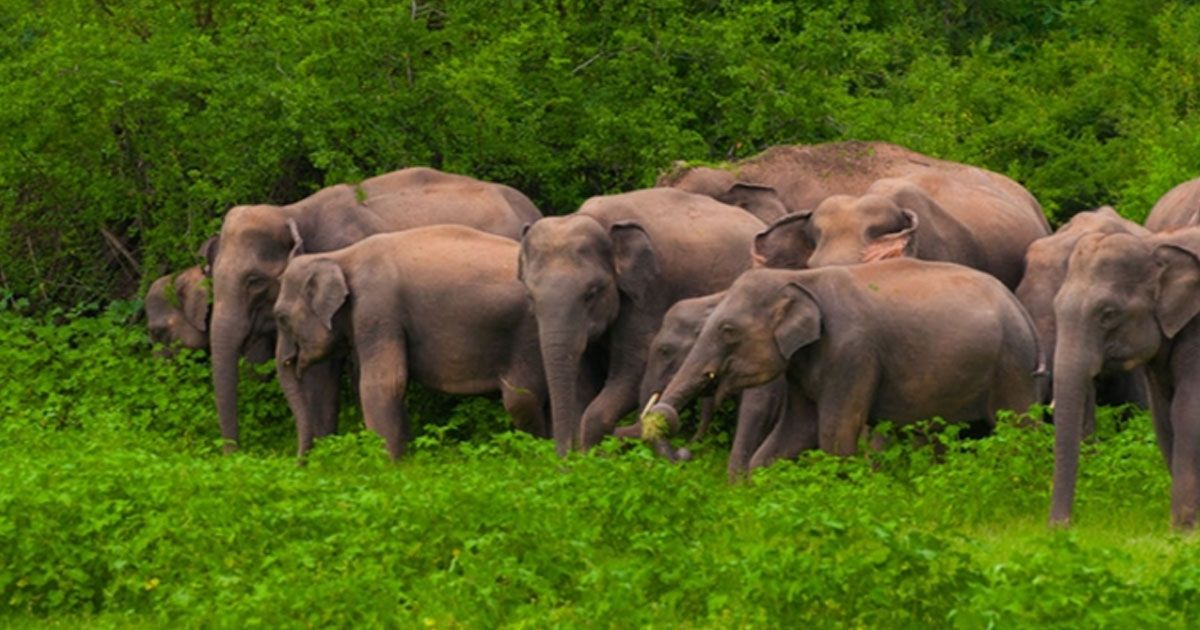 মধ্যরাতে বন্য হাতির আক্রমণে কৃষকের মৃত্যু