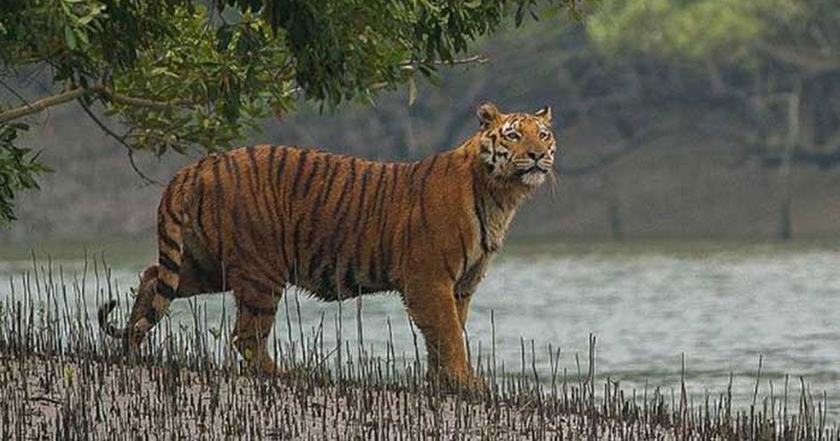 ‘খাদ্যের অভাবে’ বাংলাদেশের বাঘ যাচ্ছে ভারতে 