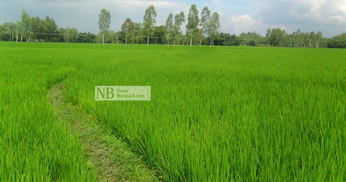 মৌসুমের শেষ বৃষ্টিপাতে কৃষকের মুখে হাসি