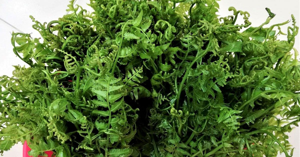 লোকায়ত শাক, লৌকিক খাদ্যাভ্যাস 