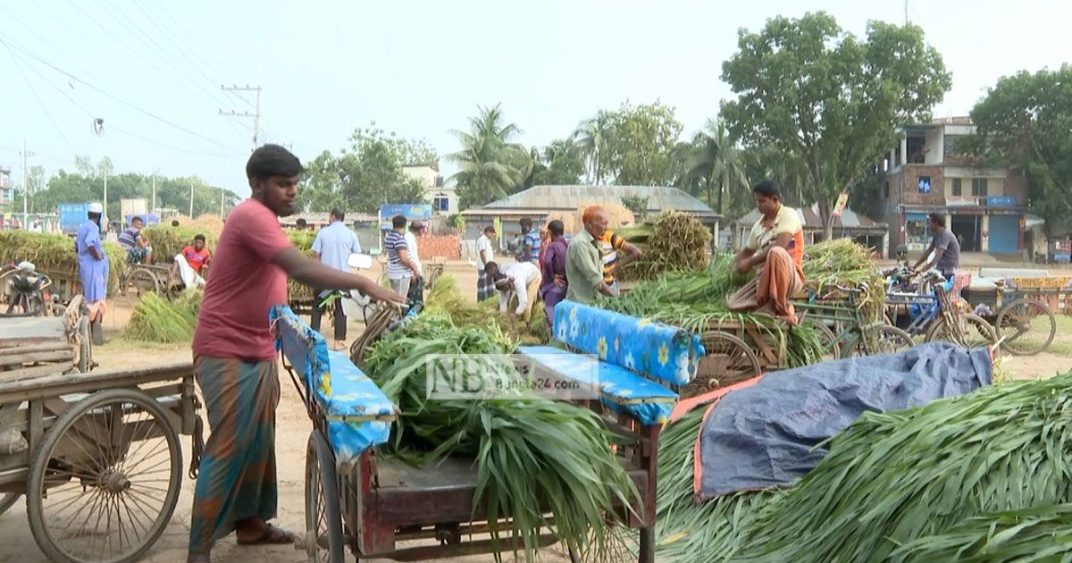 নেপিয়ার ঘাসে শতকোটির ব্যবসা