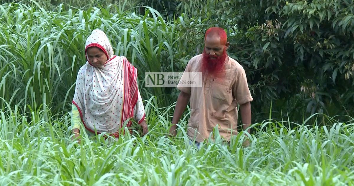 নেপিয়ার ঘাসে শতকোটির ব্যবসা