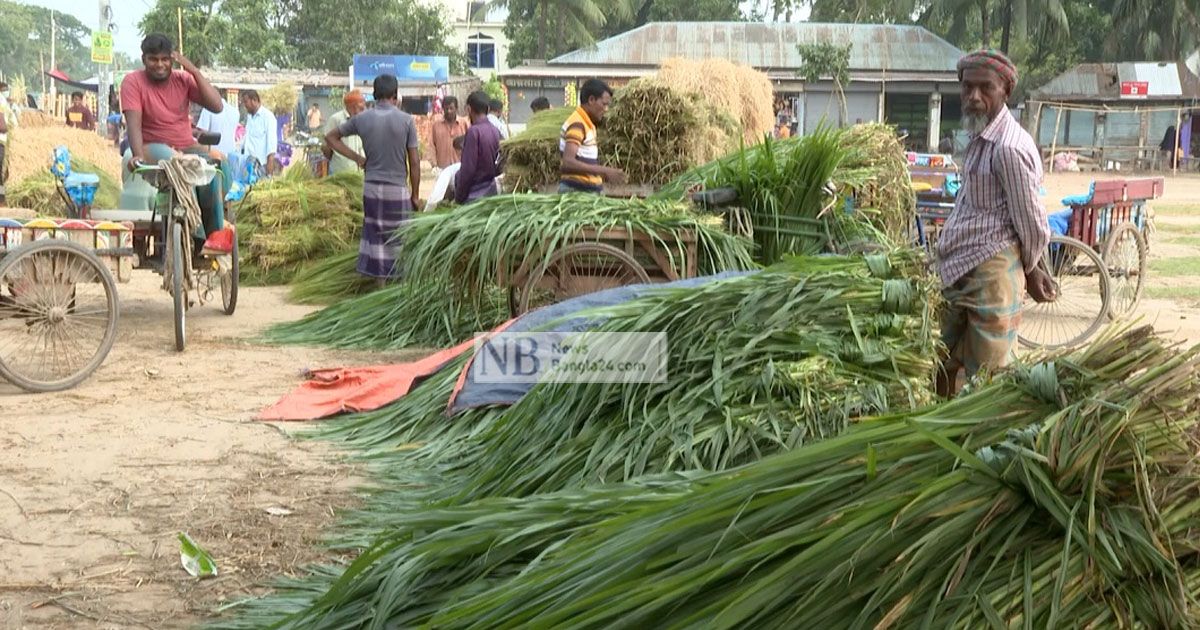 নেপিয়ার ঘাসে শতকোটির ব্যবসা