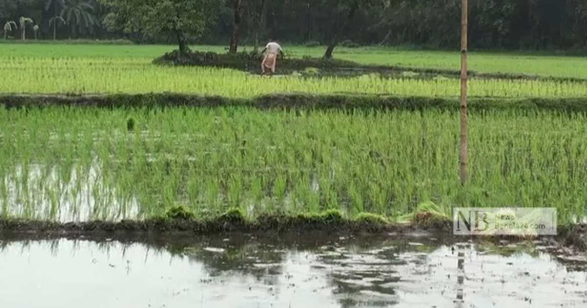 আমন আবাদের লক্ষ্য পূরণ: কৃষি মন্ত্রণালয়