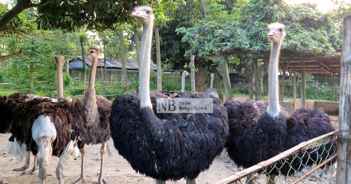 Ostrich-rearing-on-farm-in-Dinajpur