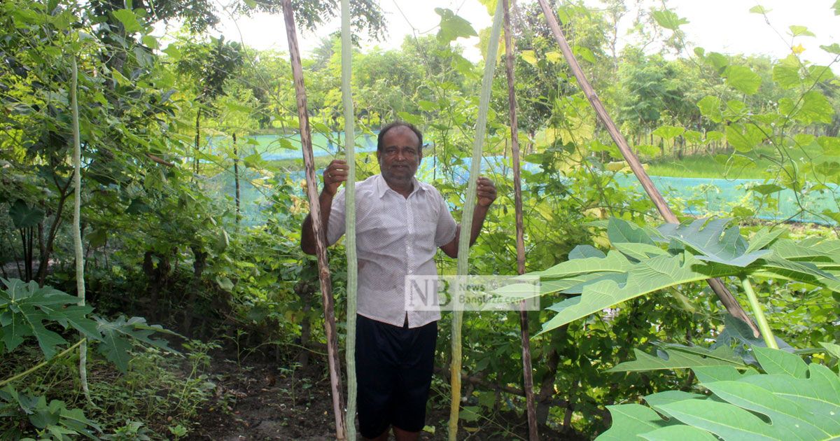 পরমানন্দের মাচায় ১০ ফুটের চিচিঙ্গা