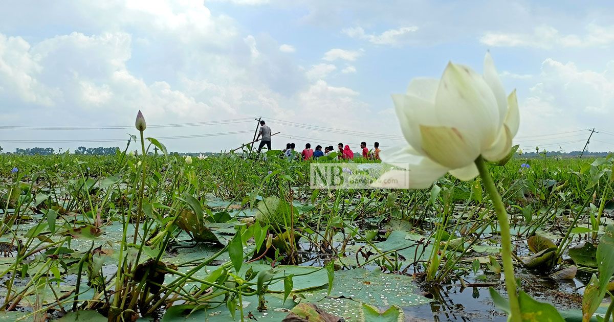 তিন রঙের পদ্মবিল টিকবে তো