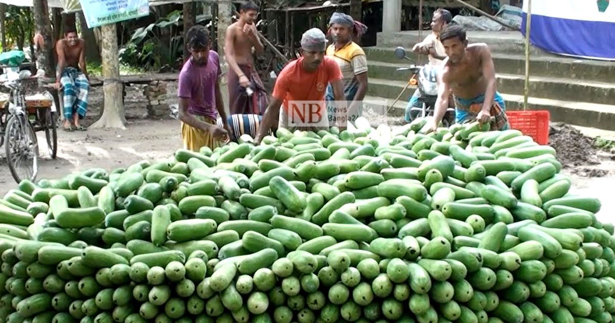 এক গ্রামে ১২ হাজার টন সবজি