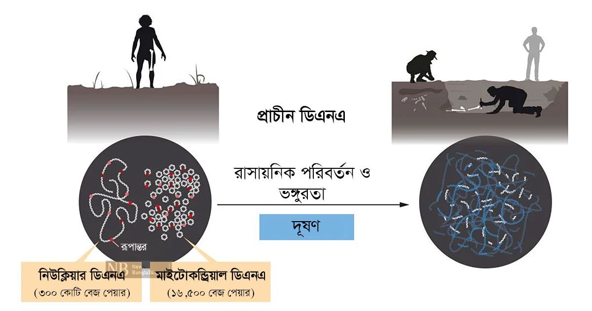 মানুষের আদি উৎসের সন্ধান দিলেন 
নোবেলজয়ী এসভান্তে পেবো