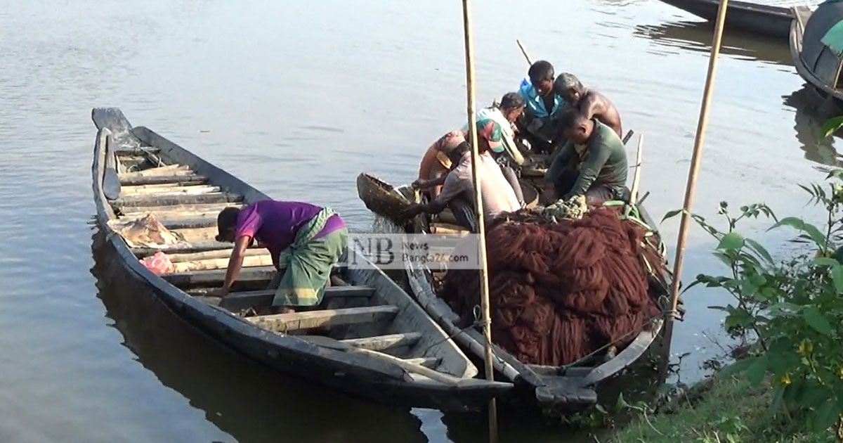 হাওরে এখন চাষের মাছ