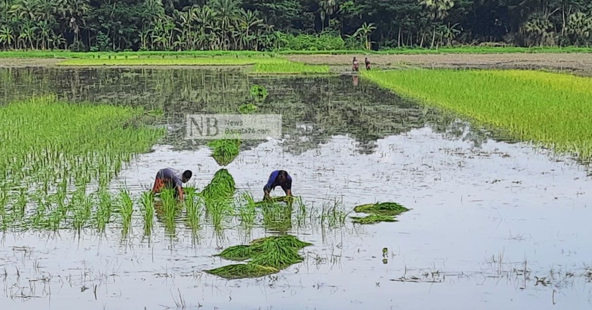 বীজ সংকটে আমন চাষে শঙ্কা