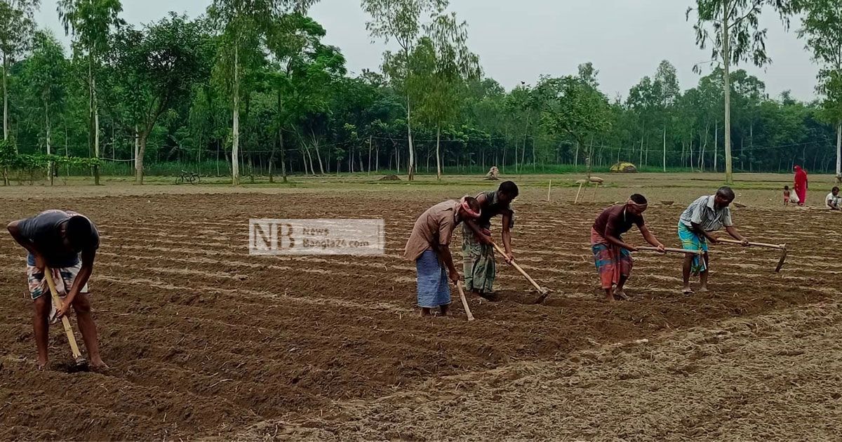 নীলফামারীতে আগাম আলু রোপণের ধুম