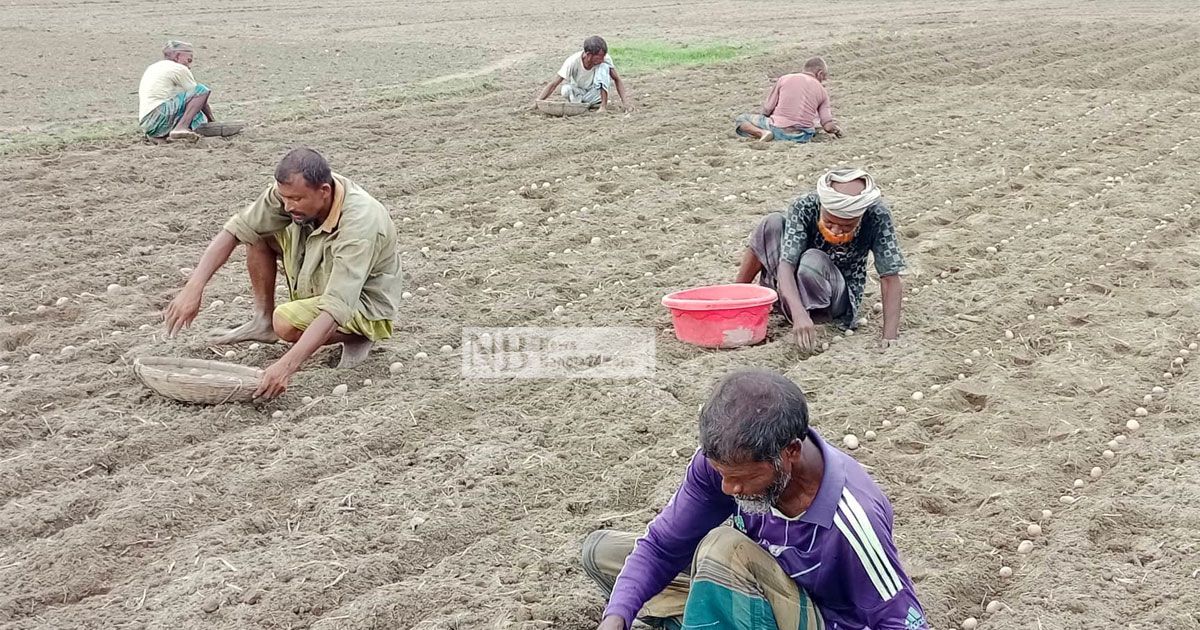 নীলফামারীতে আগাম আলু রোপণের ধুম