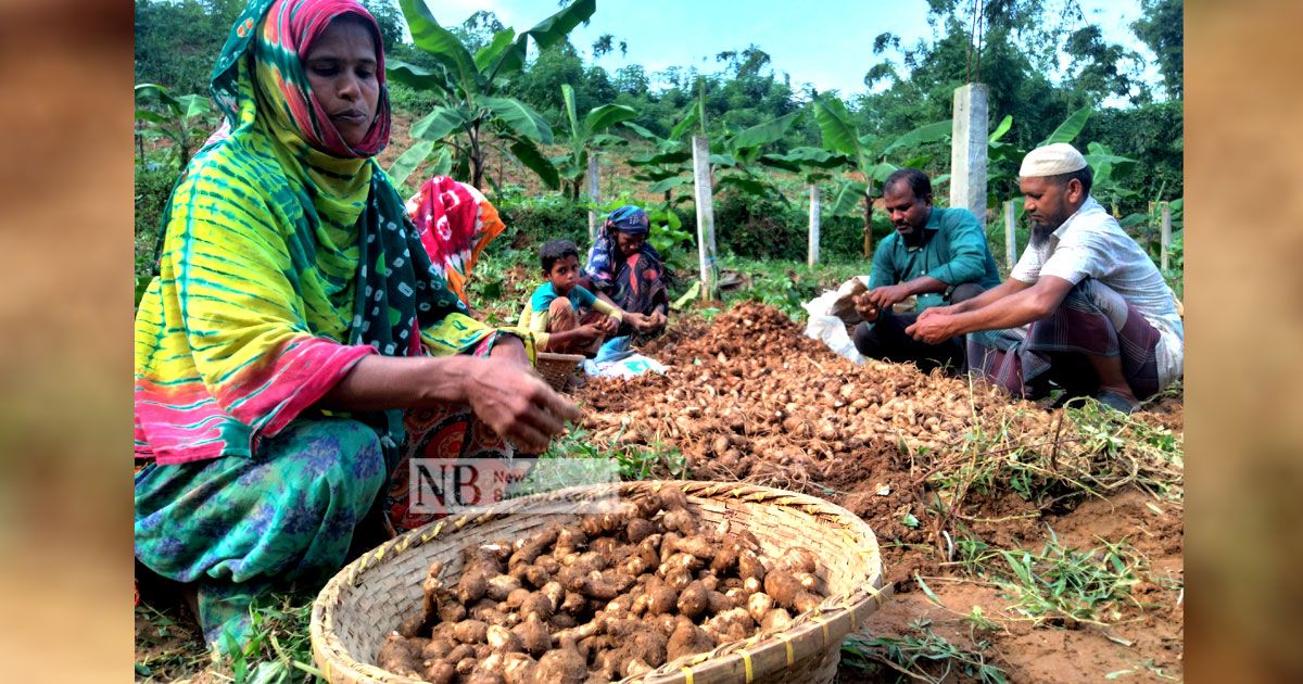 লালমাই পাহাড়ের কচুমূখীতে কৃষকের স্বপ্ন