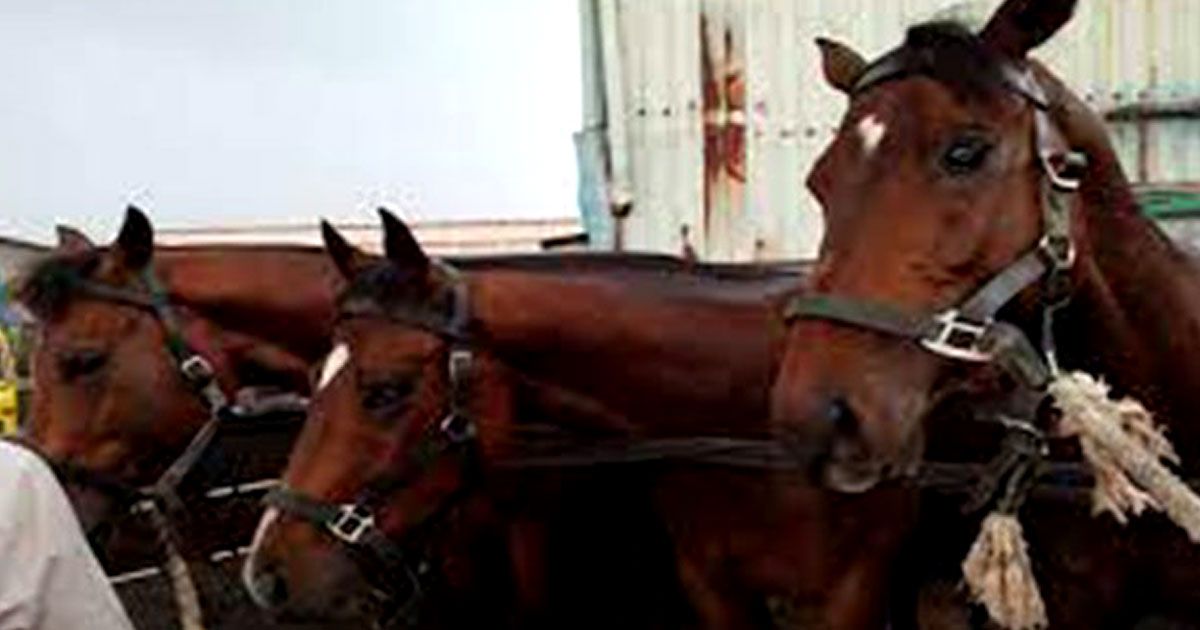 Rajasthani-horse-for-Bangladesh-Police