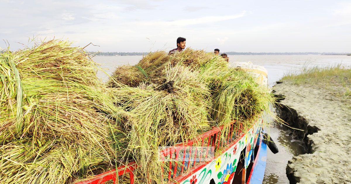 যমুনা চরের ঘাসের টাকায় চলে সংসার, লেখাপড়া