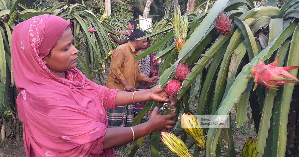 ভয়কে জয় করে নাছিমার ড্রাগন বাগান