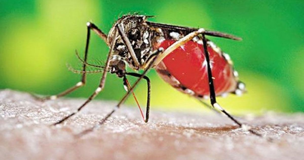 একদিনে-হাসপাতালে-৬৪৭-ডেঙ্গু-রোগী-মৃত্যু-১