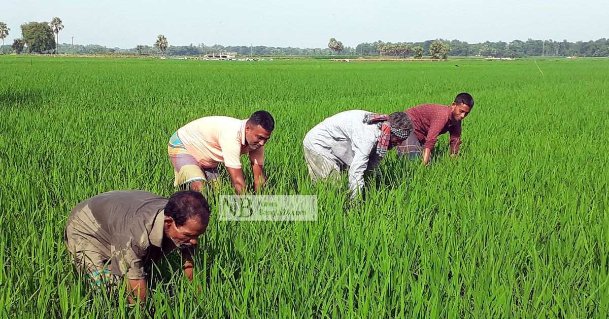 সেচের কল্যাণে আমনের মাঠে সবুজের ঢেউ