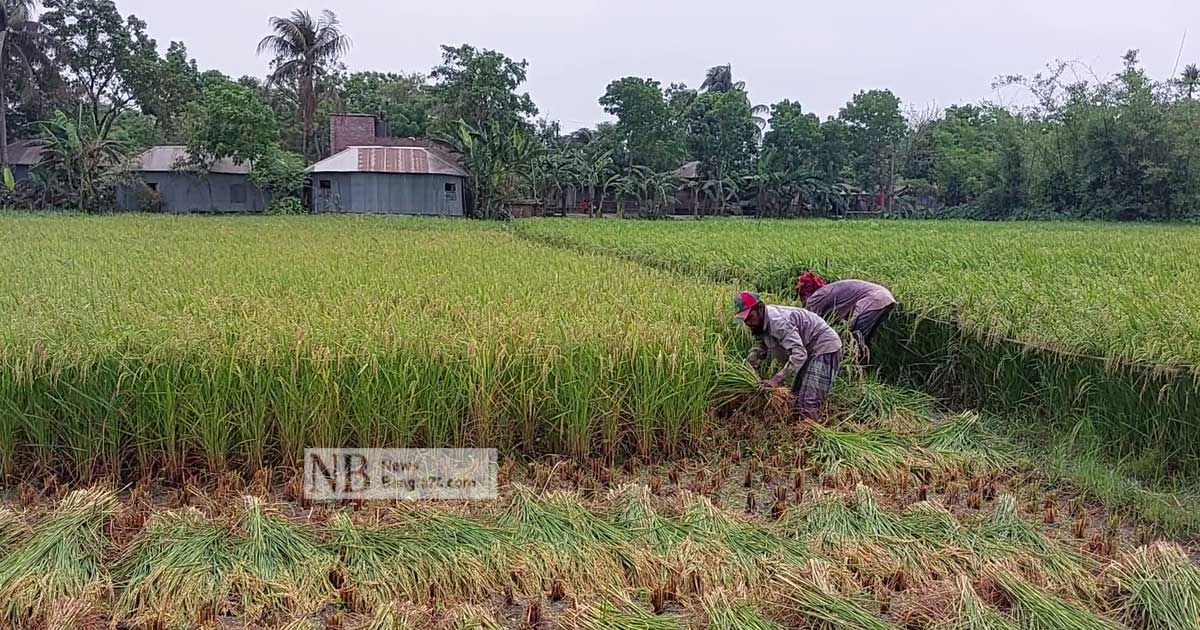 মিনিকেট বিতর্কে ভোক্তার কী লাভ