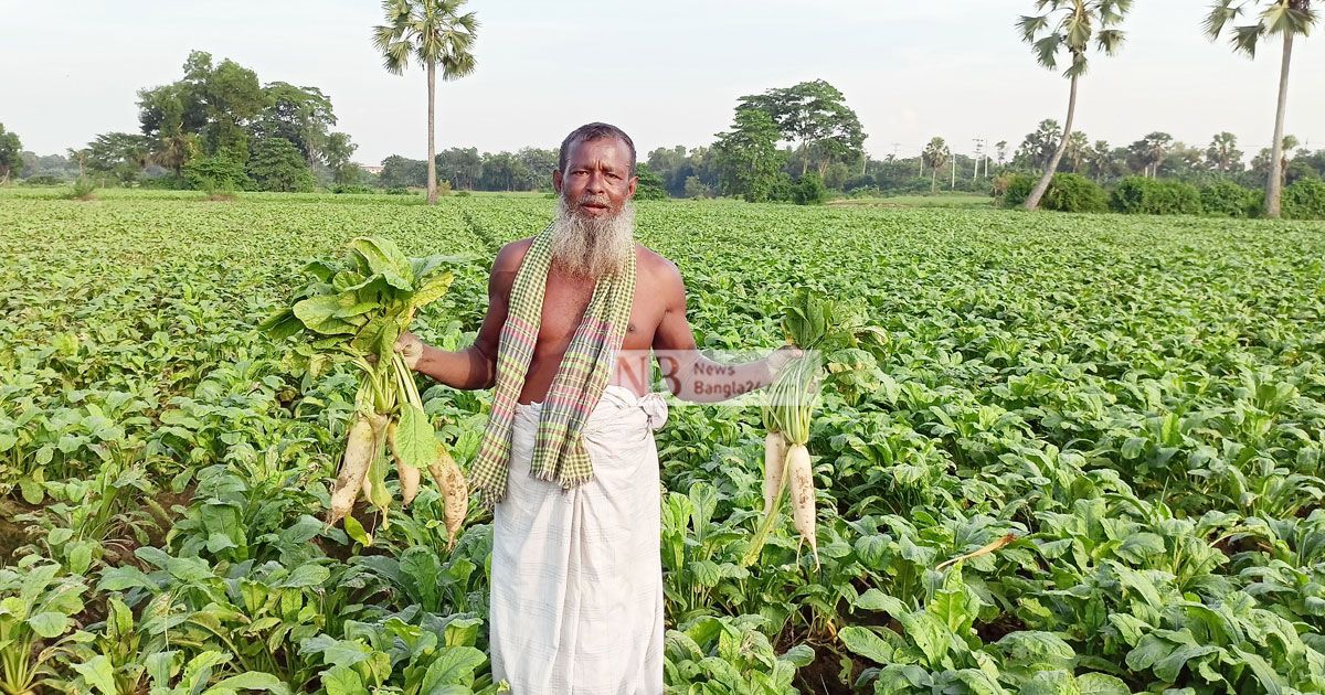 গোমতীর-চরে-সাদা-সোনা