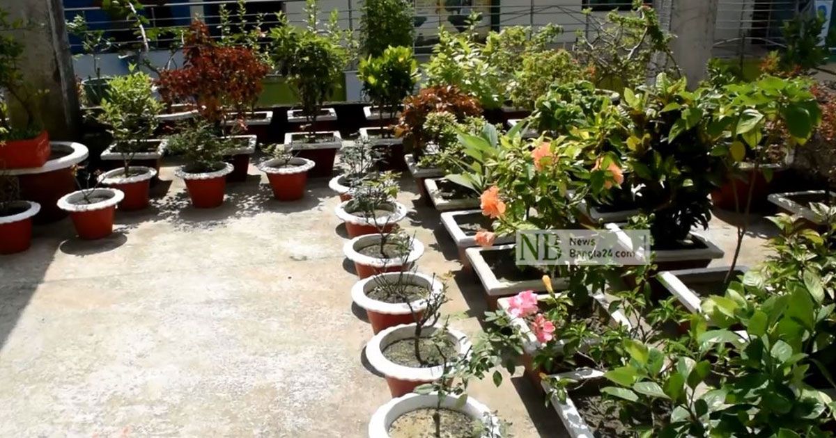 কুষ্টিয়ায় বাড়ছে ছাদ বাগান