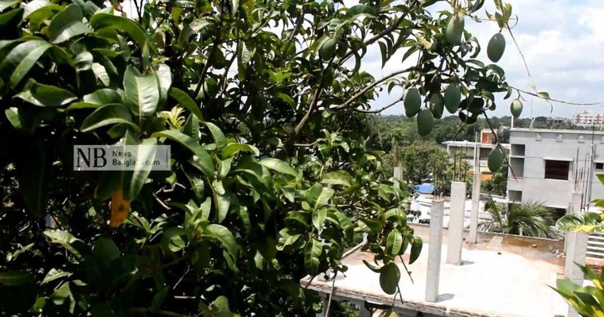 কুষ্টিয়ায় বাড়ছে ছাদ বাগান