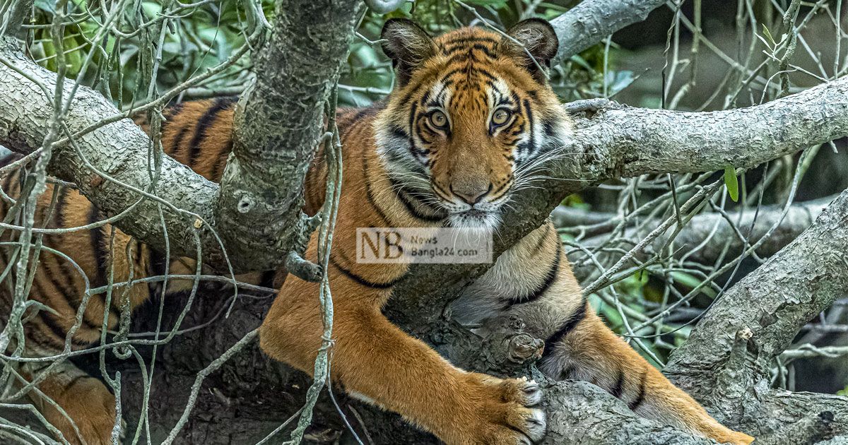 অর্থছাড়-না-পাওয়ায়-আটকে-আছে-বাঘ-গণনা