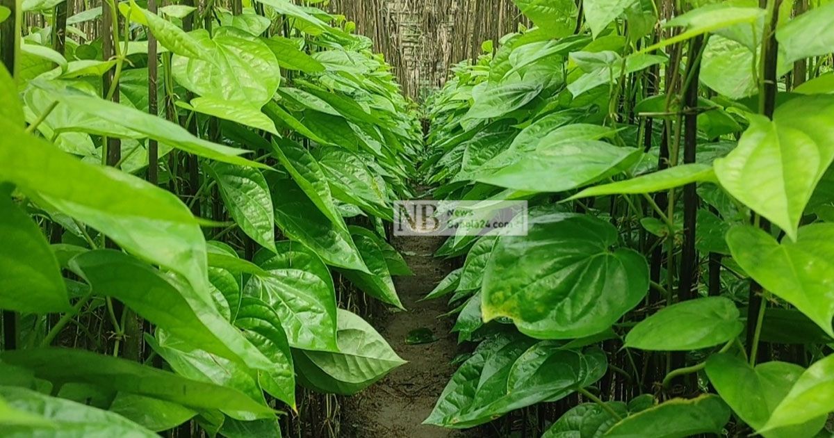 কৃষি বিভাগের সহায়তা চান পঞ্চগড়ের পান চাষিরা