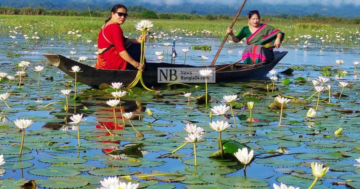 হ্রদের বুকে শাপলারাজ্য